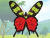 Play Colorful Butterfly designer