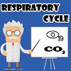Respiratory Cycle