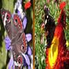 Butterfly Similarities