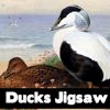 Play Ducks Jigsaw