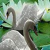 Fabulous swans hidden numbers