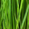 Grass Slider