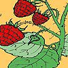 Play Red berry garden coloring