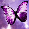 Play butterfly memory game