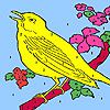Yellow hungry canary coloring
