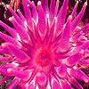 Play Sea anemone hidden numbers