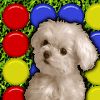Play Cute Puppy Match