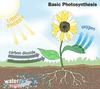 Play Photosynthesis
