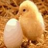 Play Chick and egg