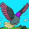 Play Cute Pigeon Coloring