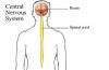 Play Kuiz nga Anatomia - Sistemi nervor qendror - Pjesa e parë