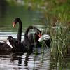 Black swans A Free BoardGame Game