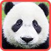 Play Parts of Picture:Panda