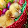 Easter ducks A Free BoardGame Game