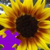 Harvest Sunflower Jigsaw