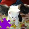 Play Cute Kittens Jigsaw