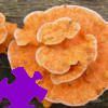 Mushrooms Jigsaw A Free Jigsaw Game